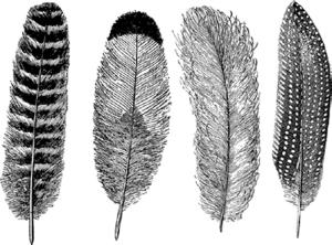 Fjädrar - Platina