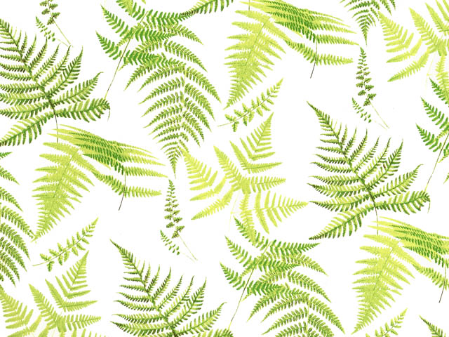 Fern 70x50 cm