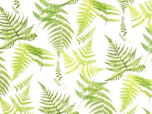 Fern 70x50 cm