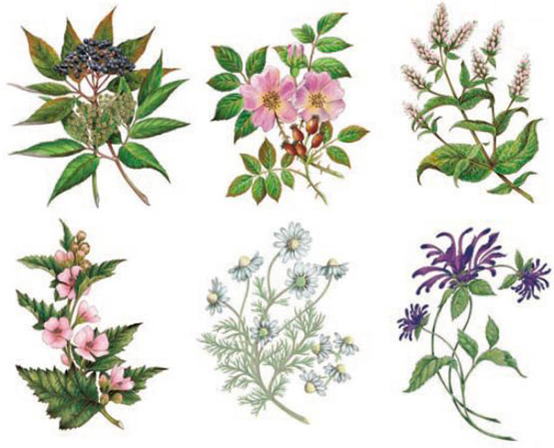 Tea Plants - 85x60 mm - set of 6 pcs