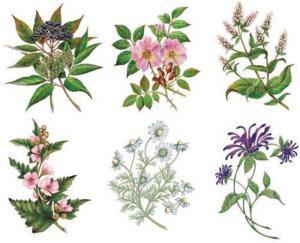 Tea Plants - 85x60 mm - set of 6 pcs