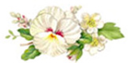 White Mist - 40 mm - 10 pcs