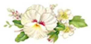 White Mist - 40 mm - 10 pcs