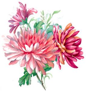 Chrysantemum - 75 mm - 10 pcs