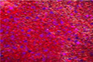 Red Nebula