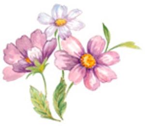 Bauernrose - 37 mm - 5 St.