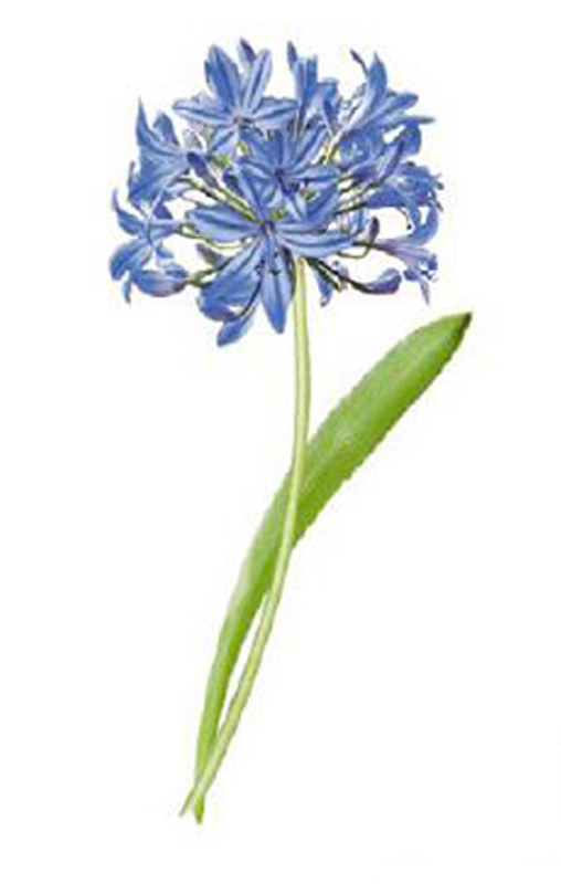 Agapanthus 80x40mm - 1 pcs