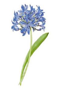 Afrikanische Blaulilie 80x40mm - 1 stk