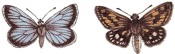 Schmetterling & grosse Motte - 30 x 20 mm - 10 stk