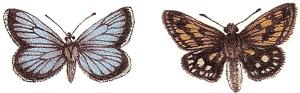 Schmetterling & grosse Motte - 30 x 20 mm - 10 stk
