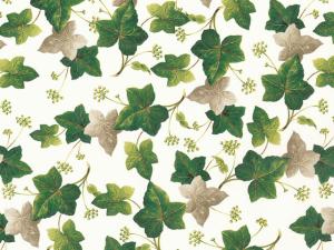 Ivy 70x50 cm