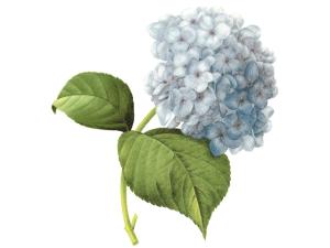 Hydrangea blue - 100 x 80 mm - 1 pcs