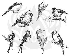 Small Birds