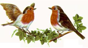 Rotkehlchen - Tasse 9 x 19 cm - 1 stk