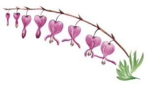 Bleeding Heart - 1 pcs