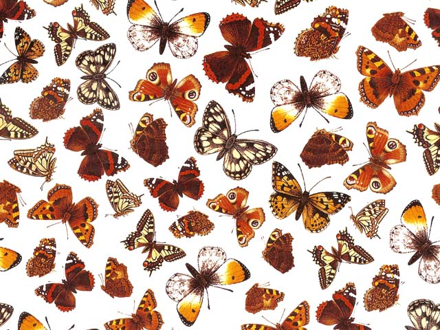 Butterflies I 70x50 cm