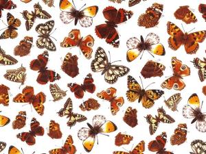 Schmetterlinge I 70x50 cm