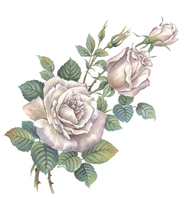 Silber Rose - 75 mm - 10 stk