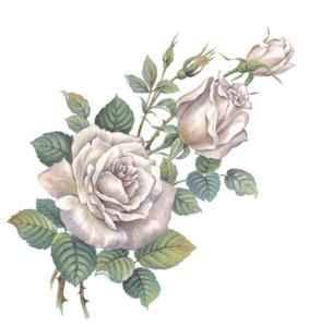 Silver Rose - 75 mm - 10 pcs