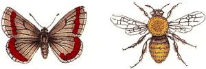 Roter Schmetterling & Biene - 30 x 20 mm - 10 stk