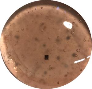 Champagne Pink (transp)