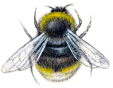 Bee - 31 mm - 10 pcs