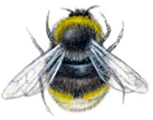 Hummel - 31 mm - 10 stk