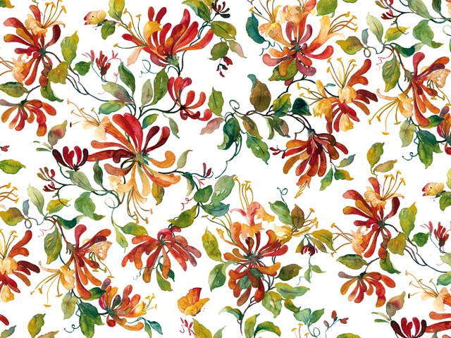 Honeysuckle 70x50 cm