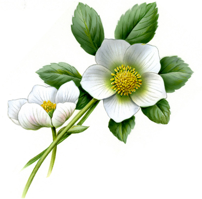 Hellebore - 88 mm - 10 pcs