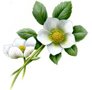 Hellebore - 88 mm - 10 pcs