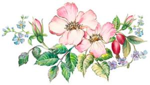 Country Lane - 80 mm - 10 pcs