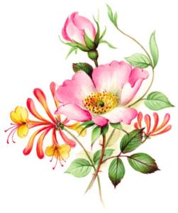 Honeysuckle - 45 mm - 10 pcs