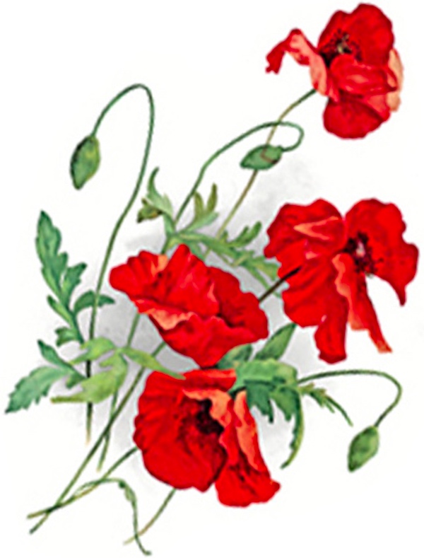 Mohn - 80 mm - 10 stk