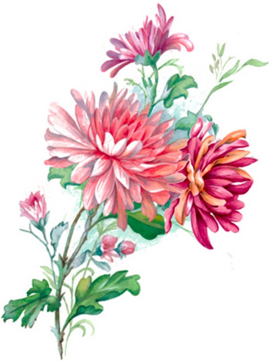 Chrysantemum - 100 x 68 mm - 1 pcs