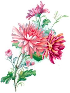 Chrysantemum - 100 x 68 mm - 1 pcs