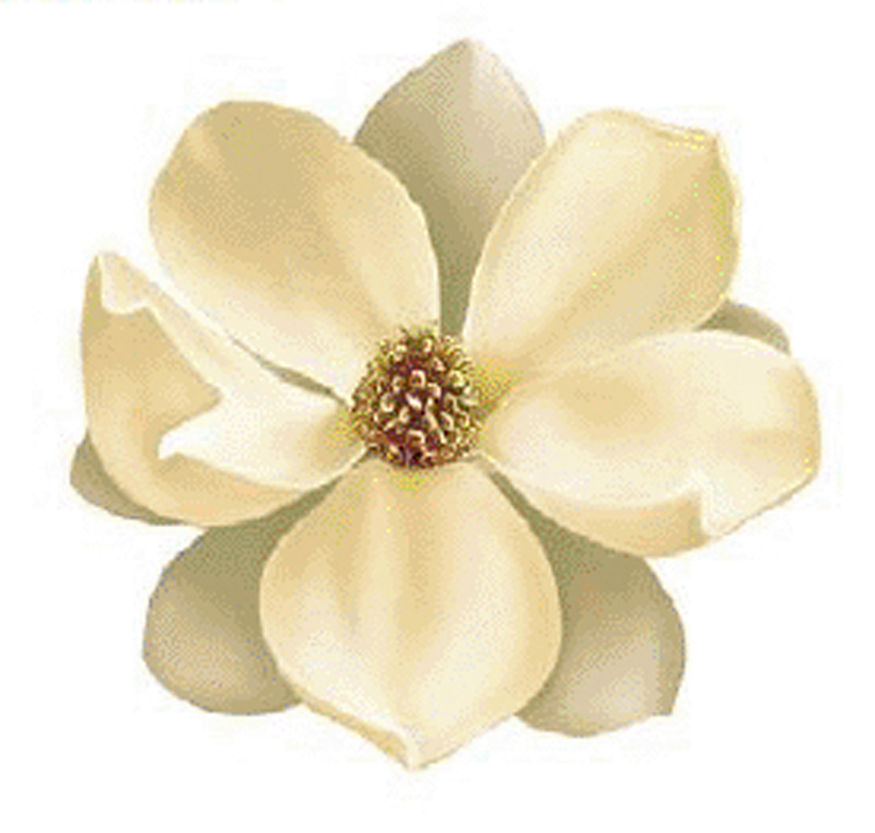 Magnolie 90 mm - 1 Stk