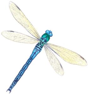 Libelle - 10 stk