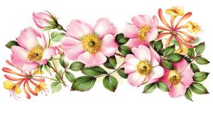 Honeysuckle - Mug 9 x 19 cm - 1 pcs