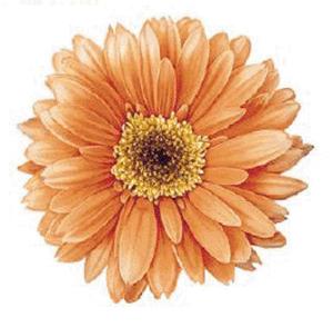 Gerbera 90 mm - 1 pcs