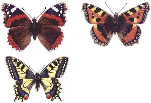 Schmetterlinge - 30 mm - set mit 6 stk