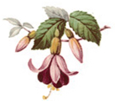 Fuchsia - 42 mm - 10 pcs