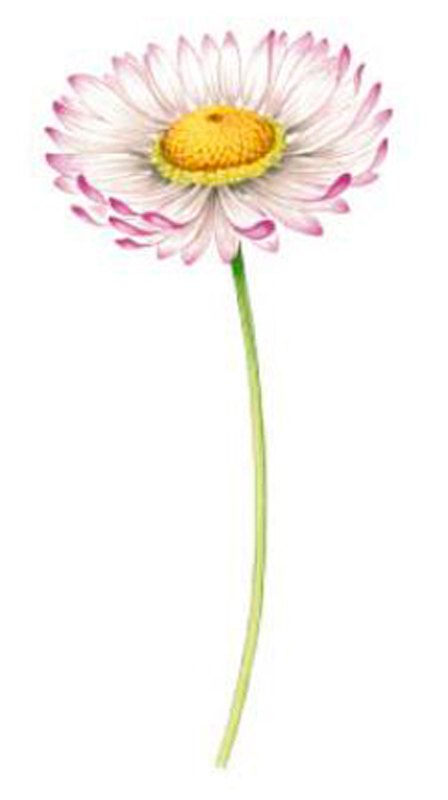 Daisy - 95 mm - 1 pcs