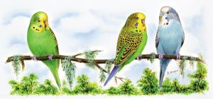 Wellensittich - Tasse 9 x 19 cm - 1 stk