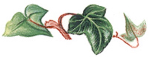 Ivy - 40 mm - 10 pcs