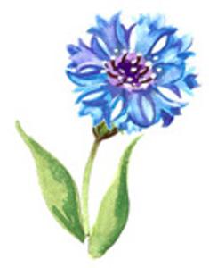 Cornflower - 35 mm - 10 pcs