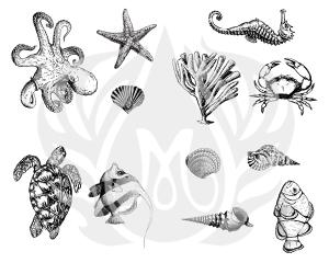 Sea Life