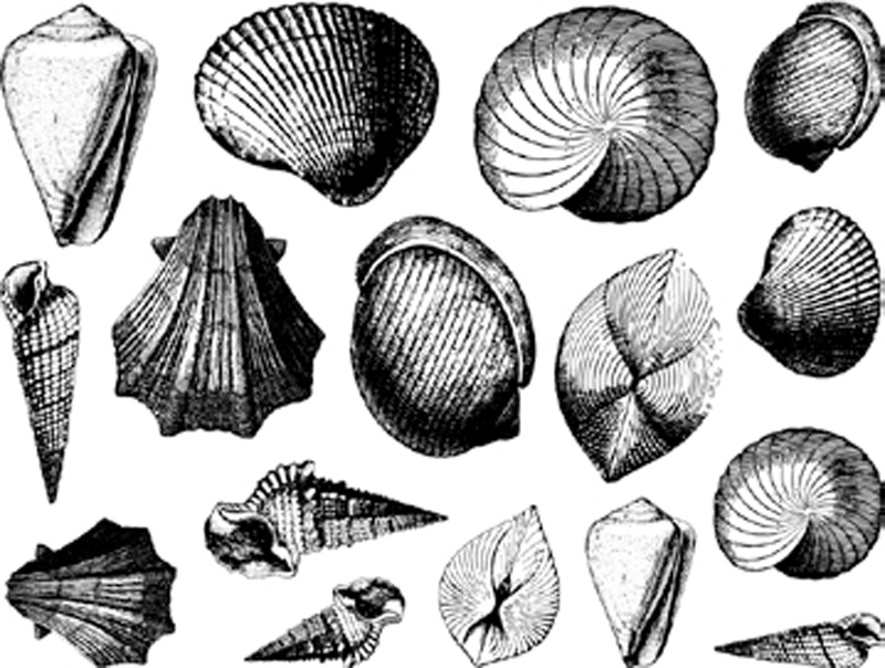 Schneckengehäuse - Gold