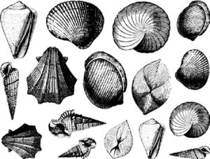 Schneckengehäuse - Gold