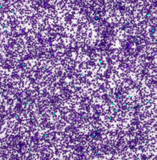 Holographic - Divine Purple