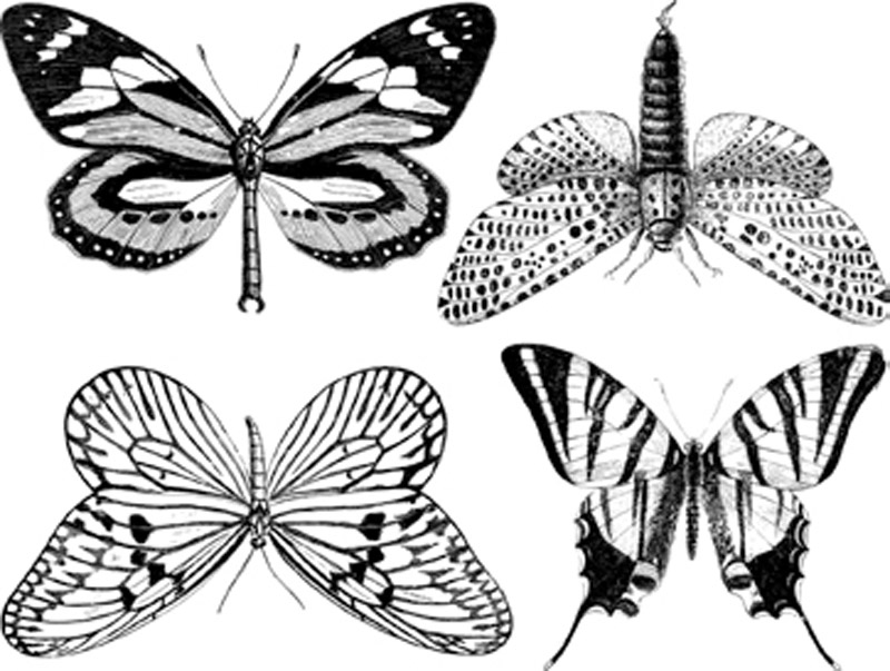 Large Butterflies - Platinum